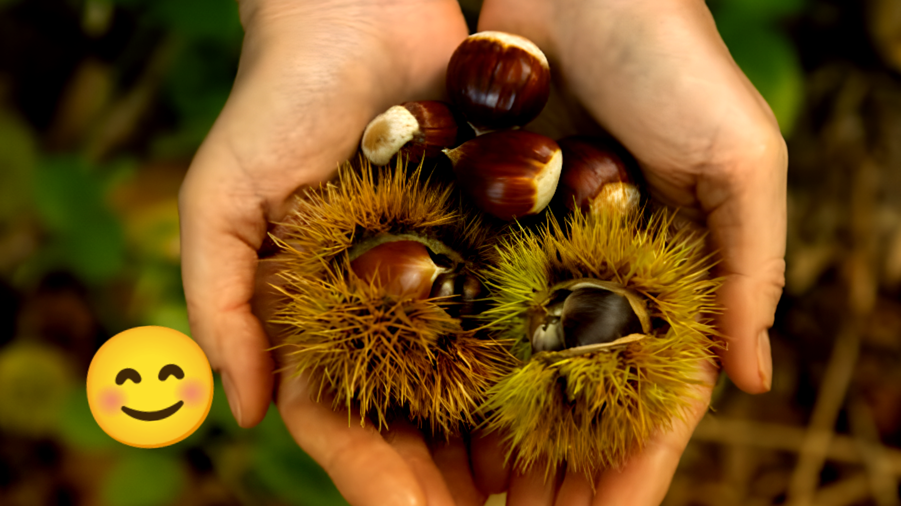 Le due ragioni dietro la mia passione per le castagne in autunno"