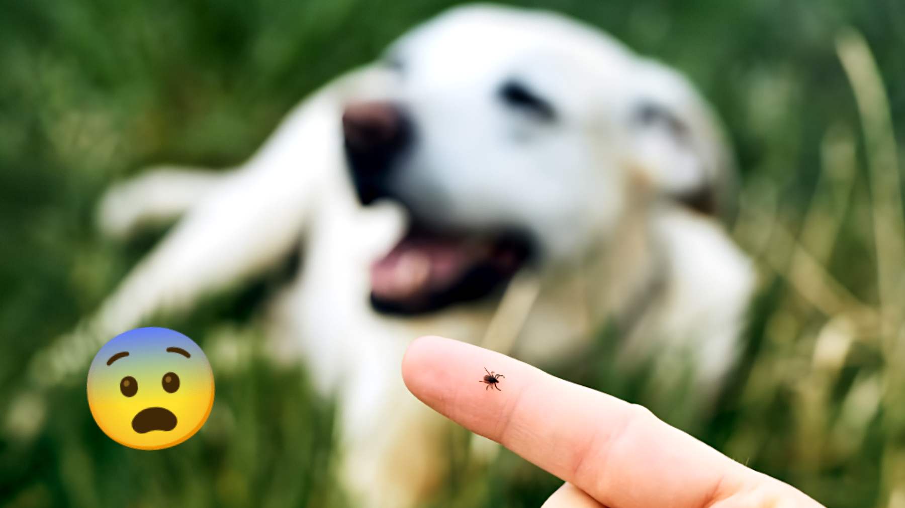 Pericolo zecche: salva il tuo cane!"